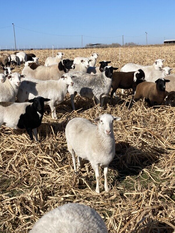 Sheep near Minneapolis, KS