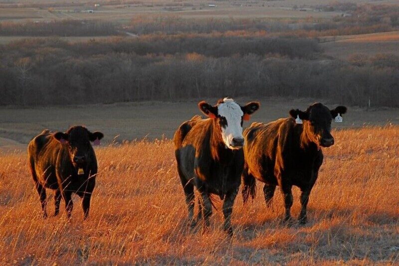Cattle (Cow/Calf) near Westmoreland, KS